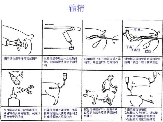 哪可以代生移植的胚胎会不会被母体排异（嘉禧代生孩价格靠谱吗？）